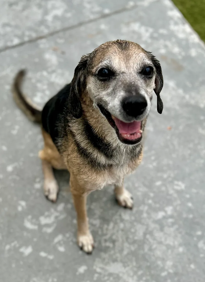 A senior medium-sized female Tan Beagle dog named Brandy for adoption