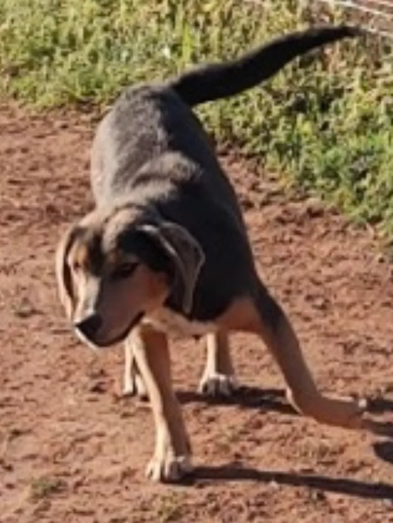 A young small-sized female Blk/Tan Hound dog named Moon Pie-Moonie for adoption in Williamston, South Carolina