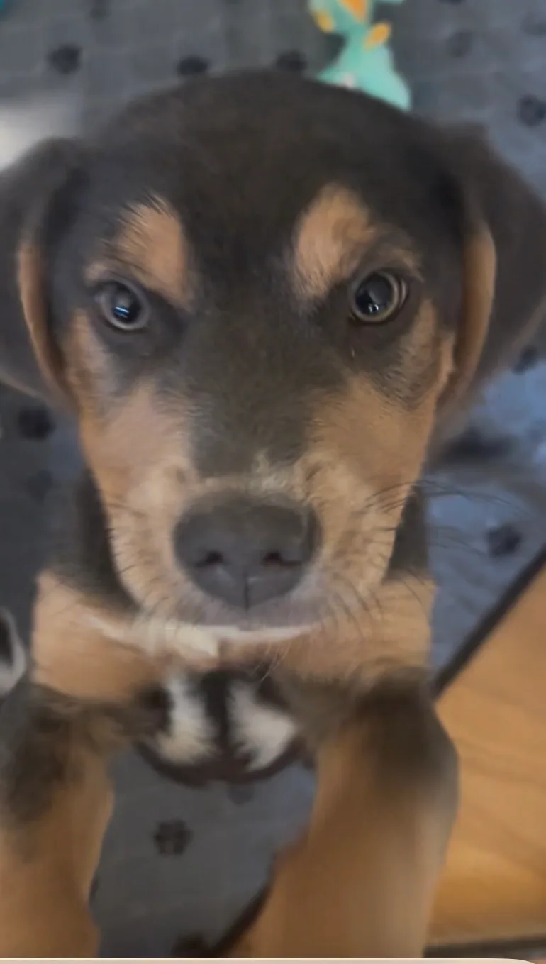 Moon Pie thumbnail 2