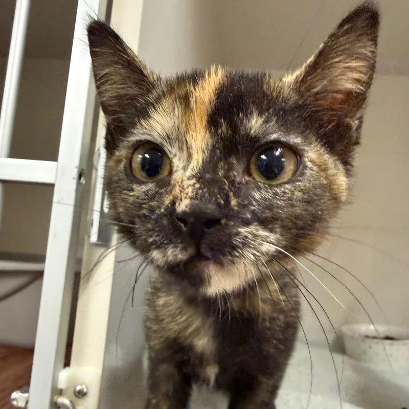 A baby small-sized female Domestic Short Hair cat named Moana for adoption in Redwood City, CA