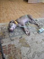 An adult medium-sized female Pit Bull Terrier dog named Gertie for adoption in Liverpool, NY