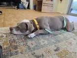 Gertie thumbnail 2