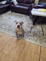 Gertie thumbnail 3
