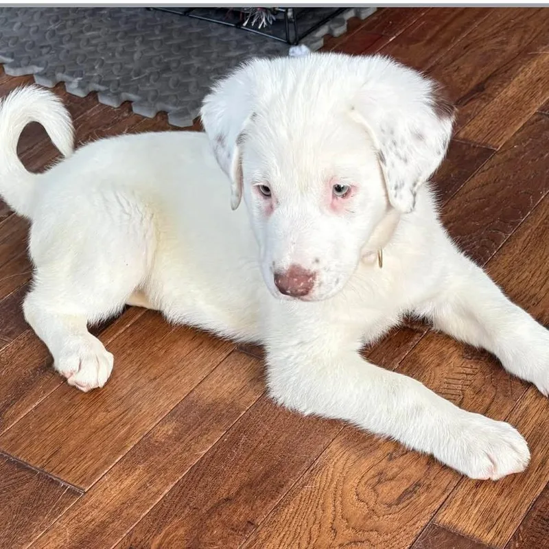 A baby medium-sized female White / Cream Shepherd dog named Dottie for adoption in Joliet, IL