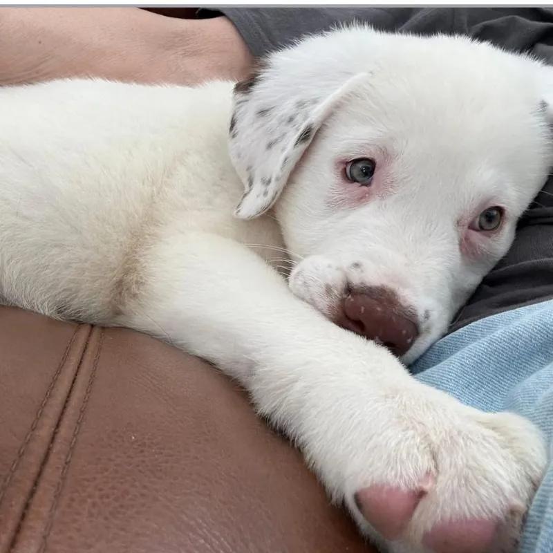 Dottie thumbnail 2