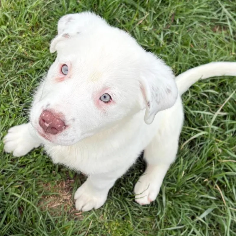 Dottie thumbnail 3