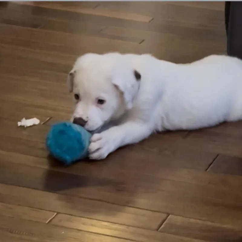 Dottie thumbnail 5