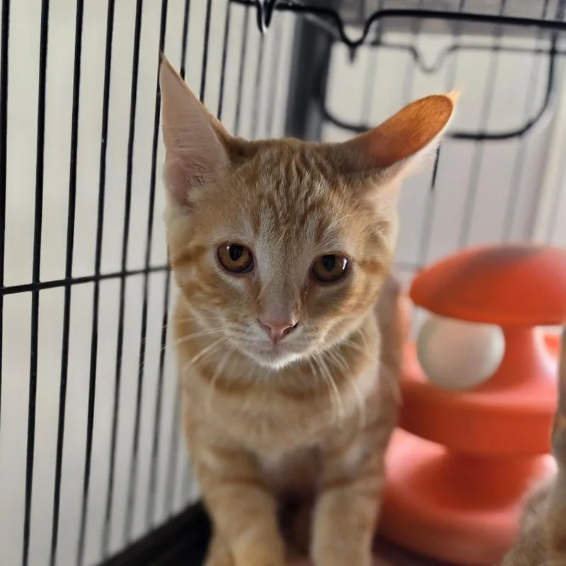 A baby medium-sized male Orange / Red Domestic Short Hair cat named Chunky Monkey for adoption in Muncie, IN