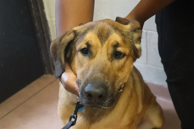 A young large-sized male Mixed Breed dog named Junior for adoption in Columbia, SC