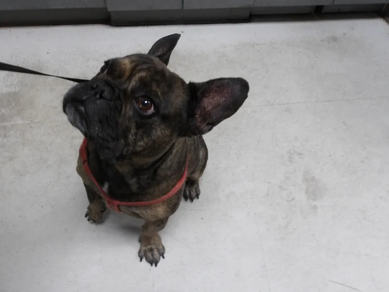 An adult small-sized male French Bulldog dog named Mister for adoption in Los Angeles, CA