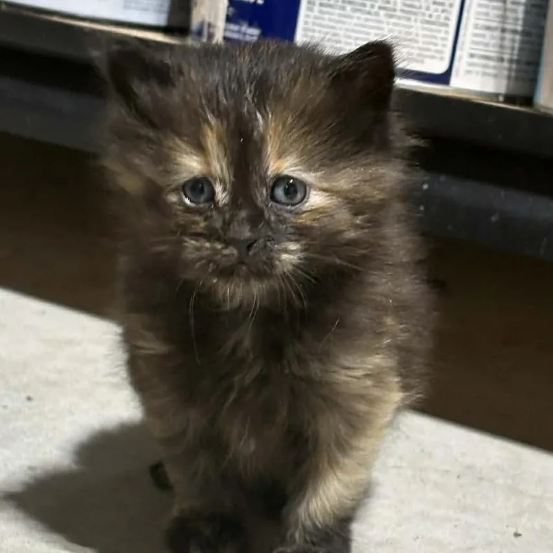 A baby small-sized female Tortoiseshell Domestic Long Hair cat named Ariel for adoption in St. Peters, MO