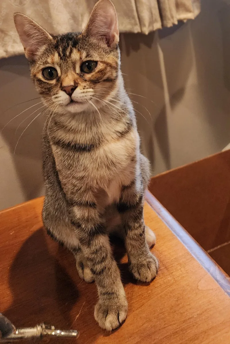 A young medium-sized female Torbie Domestic Short Hair cat named Mayhem for adoption in Houghton Lake, MI