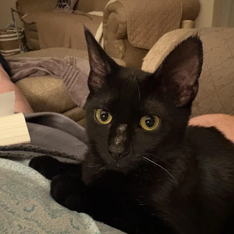 A young medium-sized female Black Domestic Short Hair cat named Cinder for adoption in Cleveland, OH