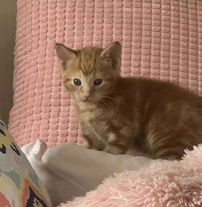 A baby medium-sized male Orange / Red Domestic Short Hair cat named Lenny for adoption in Bear, DE