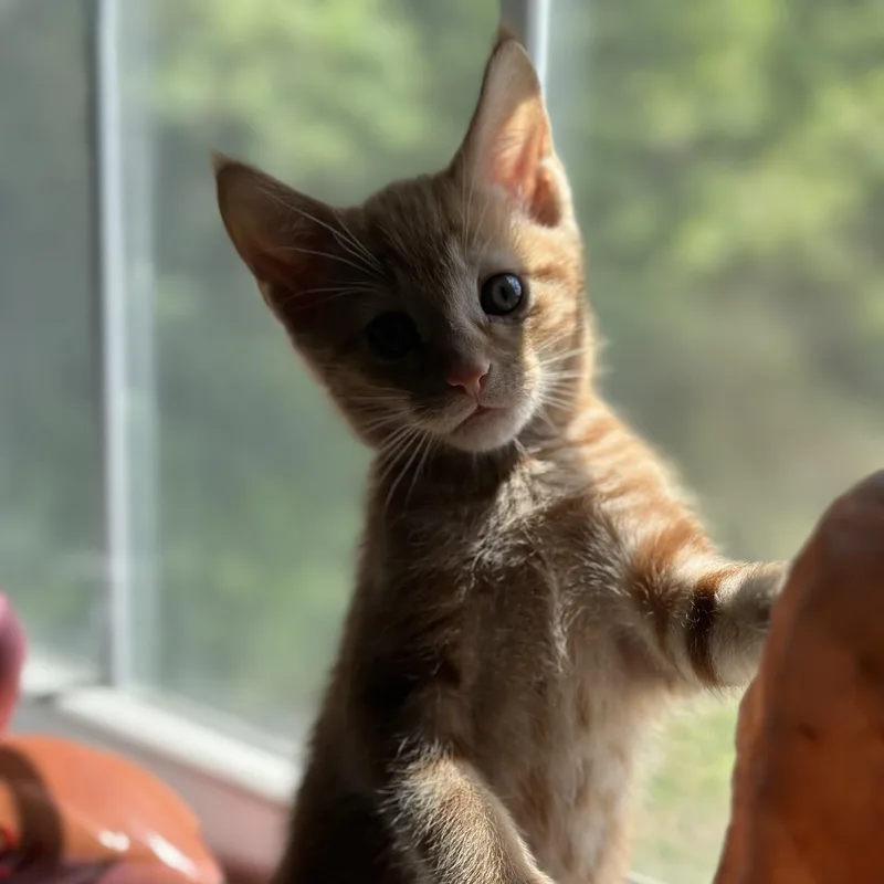 Lenny thumbnail 2