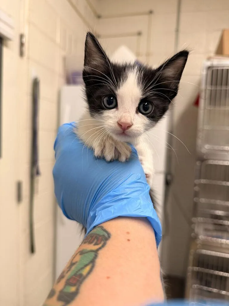 A baby medium-sized male Black Domestic Short Hair cat named Evan for adoption in Fruit Heights, UT