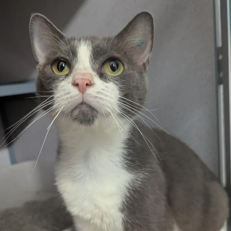 An adult medium-sized male Gray / Blue / Silver Domestic Short Hair cat named Hank for adoption in Evansville, IN