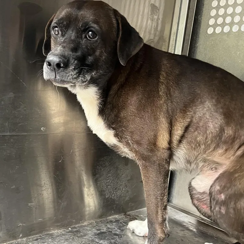 A senior medium-sized male Brown / Chocolate Shepherd dog named Dante for adoption in Edinburg, TX