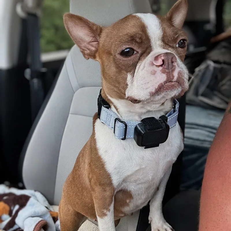 An adult small-sized female Brown / Chocolate Boston Terrier dog named Gabriella for adoption in Baldwin, MD