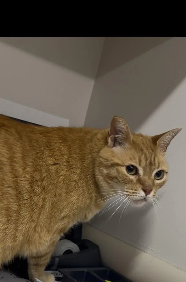 Ollie