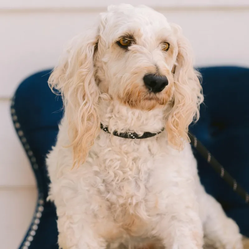 An adult small-sized female Goldendoodle dog named Mindy for adoption in Zionsville, IN