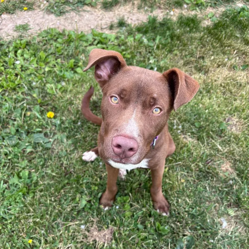 A young medium-sized male Brown / Chocolate Pit Bull Terrier dog named Java for adoption in Rock Falls, IL