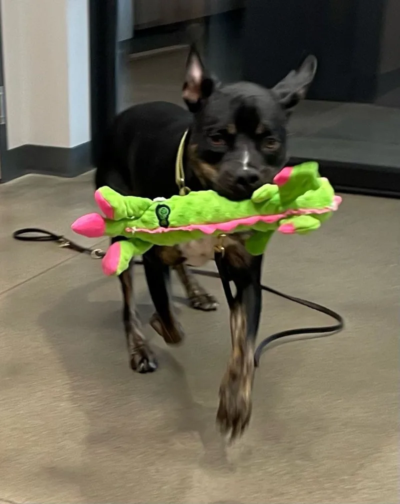 An adult large-sized male Black Terrier dog named Arrow for adoption in Eighty Four, PA