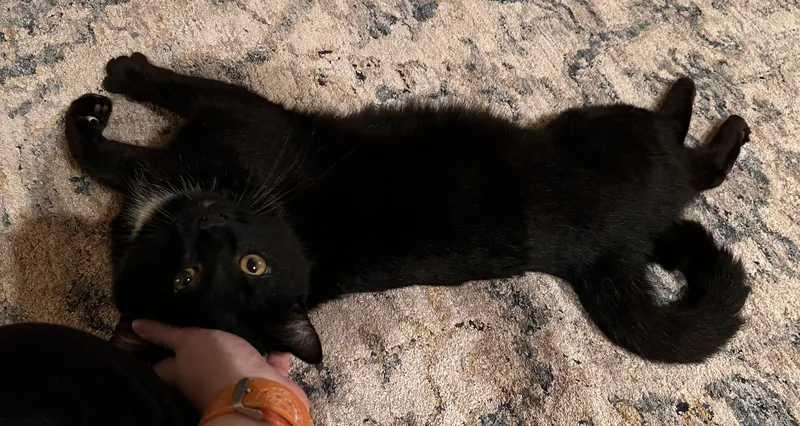 Bagheera thumbnail 2