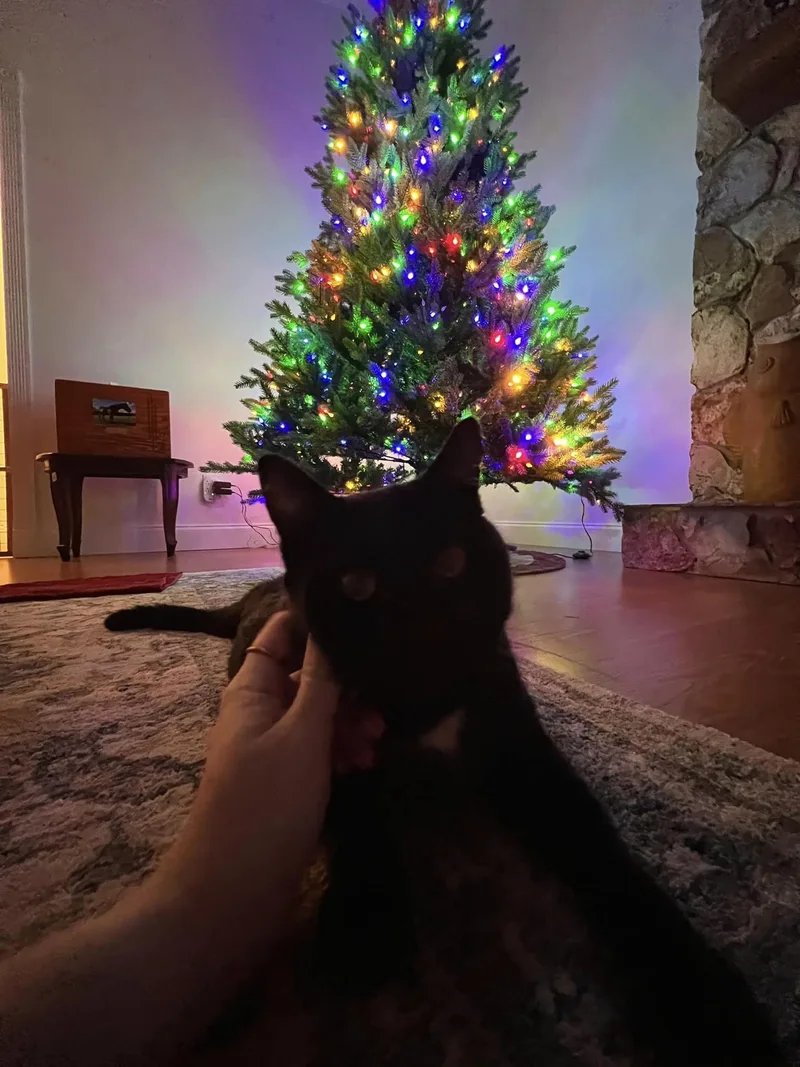 Bagheera thumbnail 3