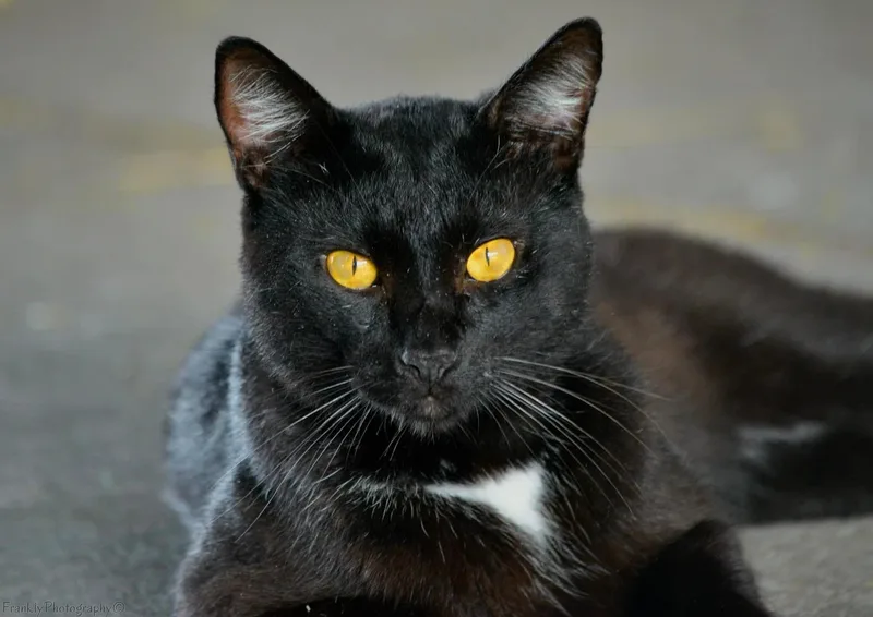 Bagheera