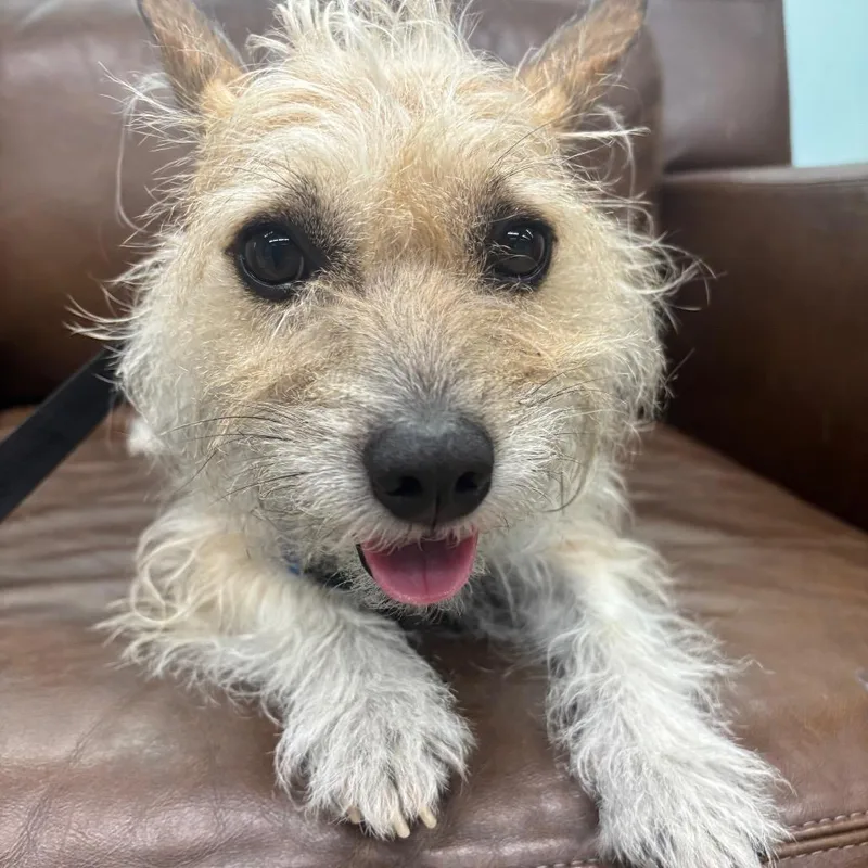 An adult small-sized male Brown / Chocolate Mixed Breed dog named Arty for adoption in Skokie, IL