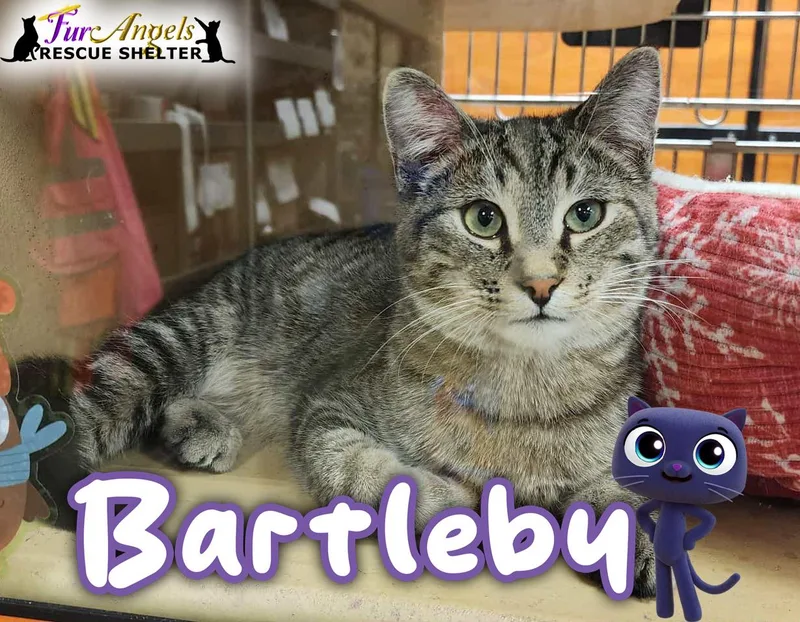 A baby medium-sized male Tabby (Brown / Chocolate) Domestic Short Hair cat named Bartleby for adoption in Toledo, OH