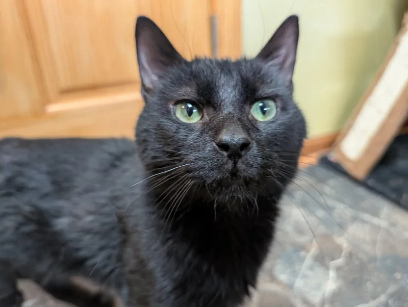 An adult medium-sized male Black Domestic Short Hair cat named Batman for adoption in Barrington Hills, IL