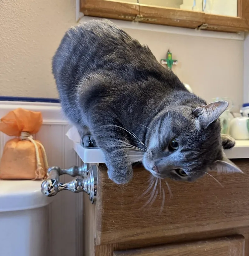 Beastie Boy thumbnail 2