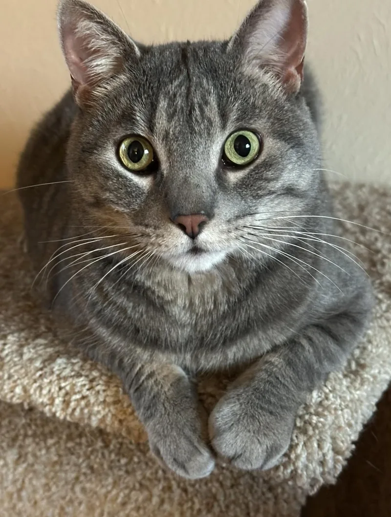 Beastie Boy thumbnail 3