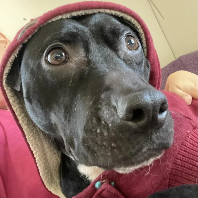 Beatrice thumbnail 2