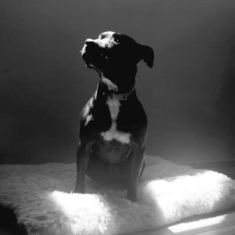 Beatrice thumbnail 3