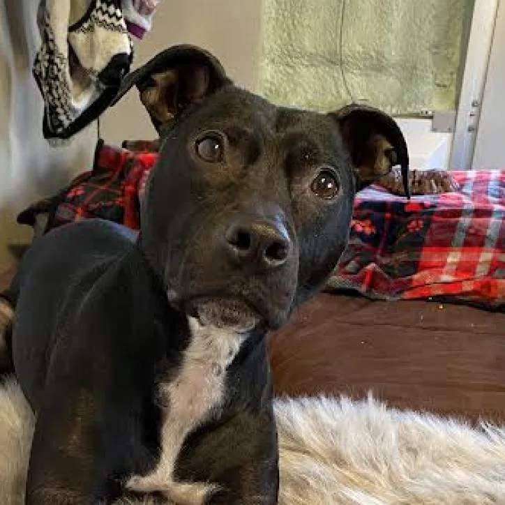 Beatrice thumbnail 4