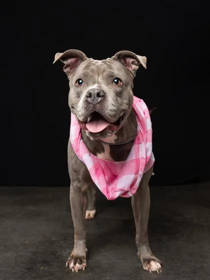An adult medium-sized female Pit Bull Terrier dog named Bebe for adoption in Atlanta, GA