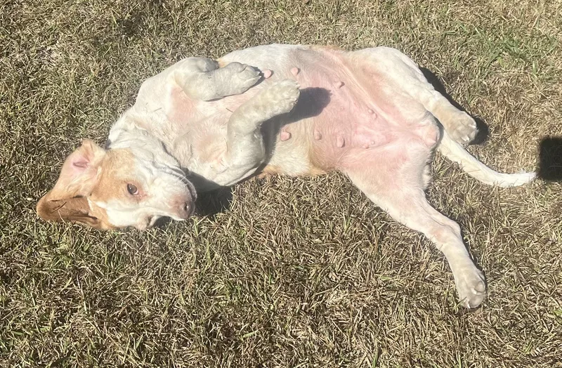 Sweet Cheeks. thumbnail 2