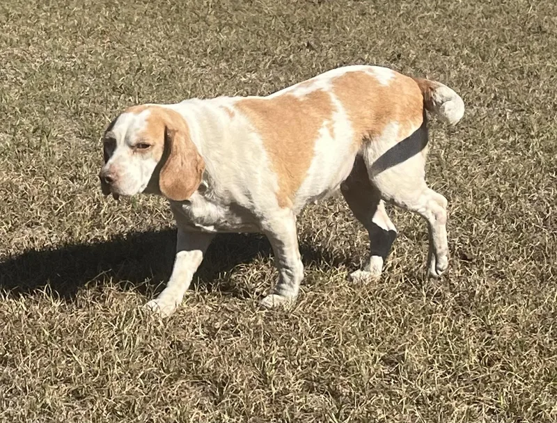 Sweet Cheeks. thumbnail 3