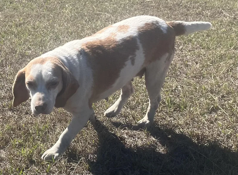 Sweet Cheeks. thumbnail 4