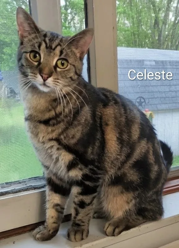 A young small-sized female Domestic Short Hair cat named Celeste for adoption in Mears, MI