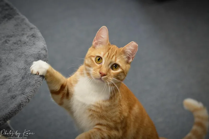 Beeker Tcc thumbnail 2