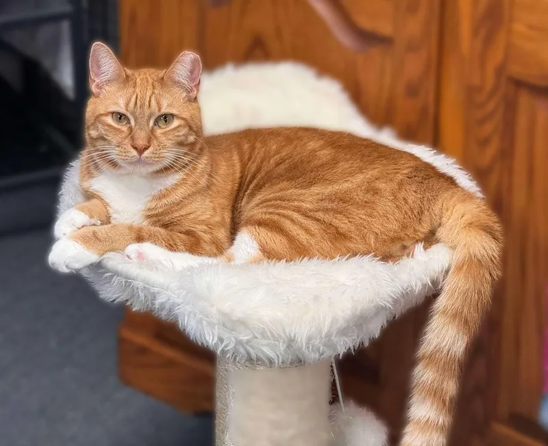 Beeker Tcc thumbnail 3