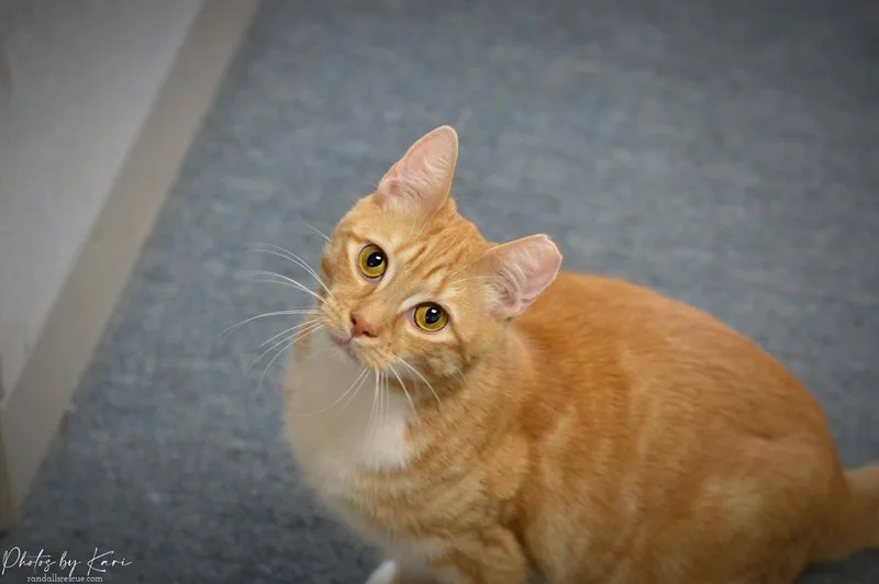 Beeker Tcc thumbnail 4