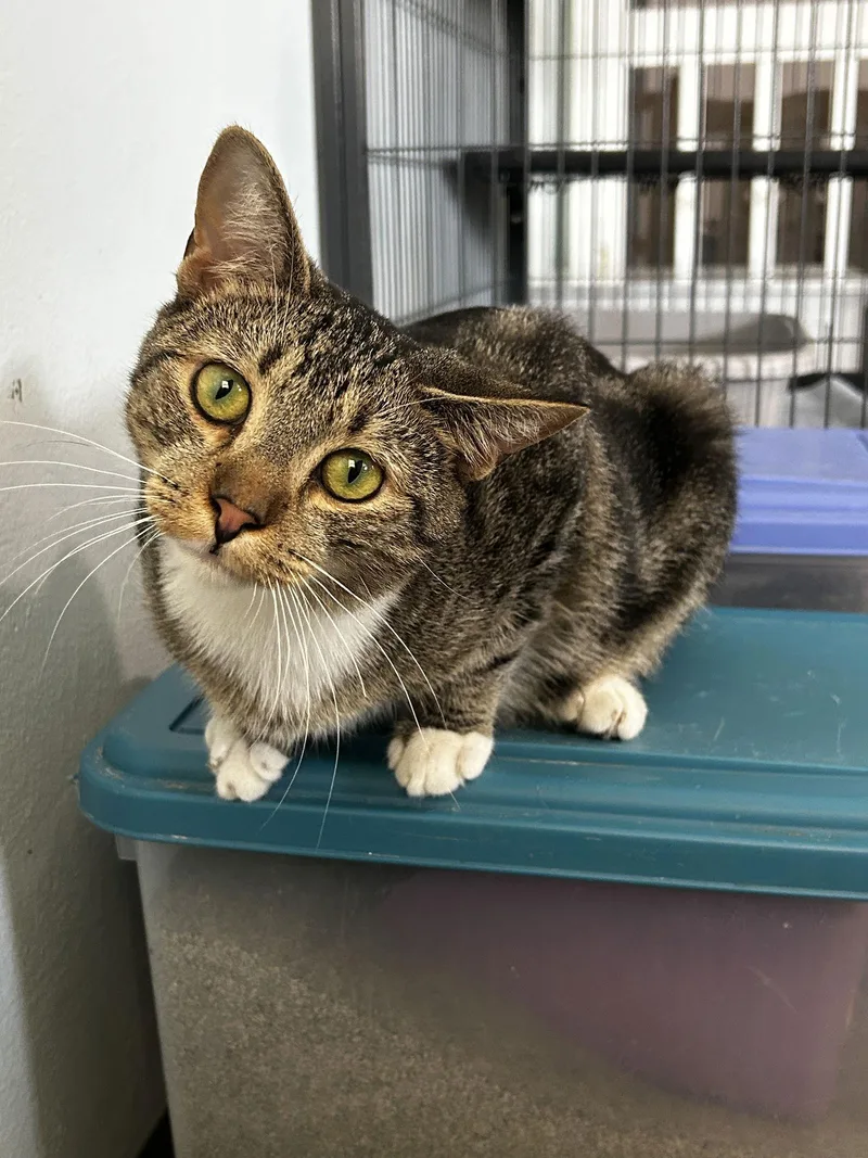 An adult medium-sized male Bengal cat named Bam Bam for adoption in Ocala, FL