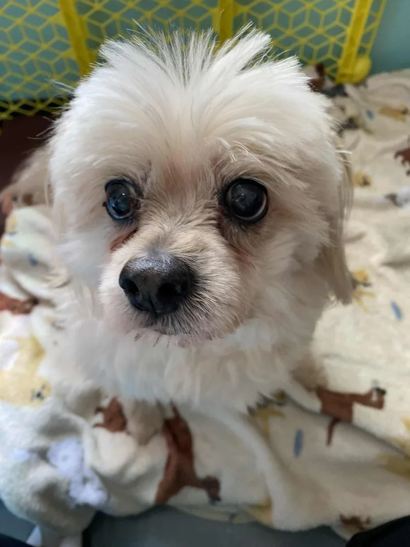 Bella