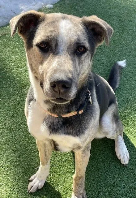 An adult medium-sized female Tricolor (Brown, Black, & White) German Shepherd Dog dog named Bells for adoption in Littleton, CO