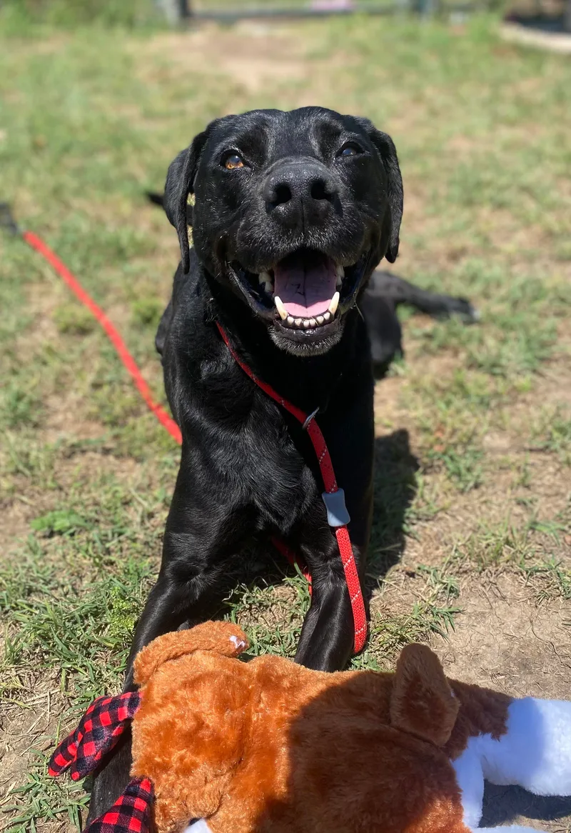 A senior medium-sized female Black Labrador Retriever dog named Cabela for adoption in Kempner, TX